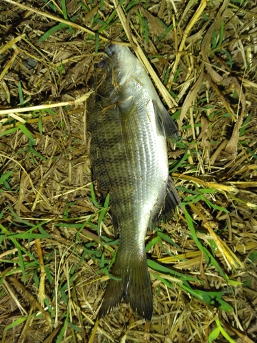 キチヌの釣果