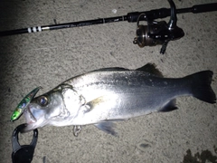 ヒラスズキの釣果