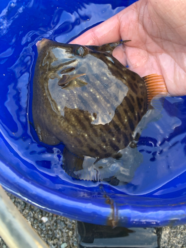 カワハギの釣果