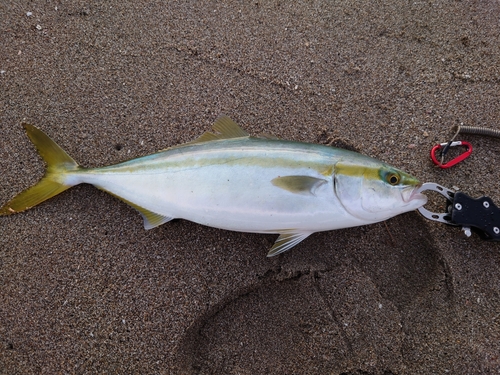 イナダの釣果