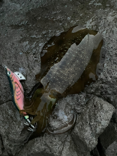 アオリイカの釣果