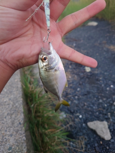 メッキの釣果