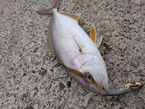 ショゴの釣果