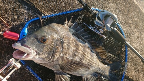 クロダイの釣果