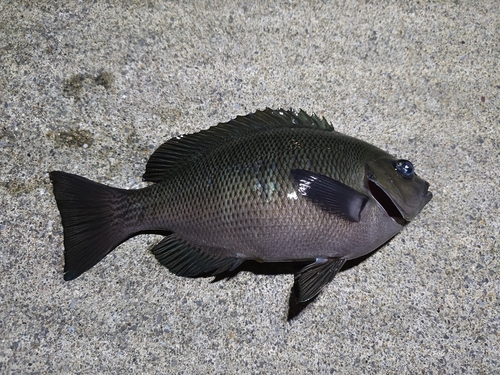 メジナの釣果