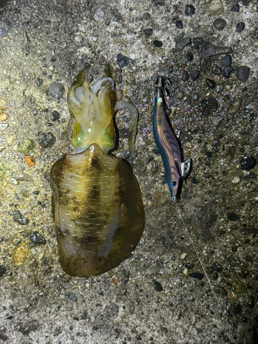 アオリイカの釣果