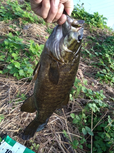 スモールマウスバスの釣果