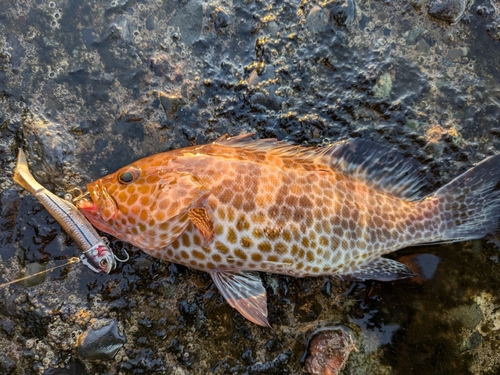 オオモンハタの釣果