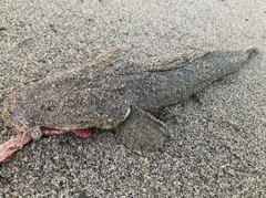 マゴチの釣果