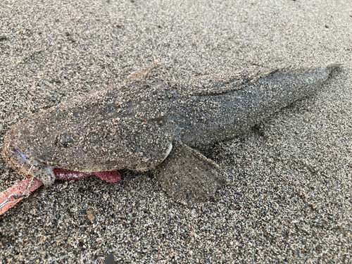 マゴチの釣果