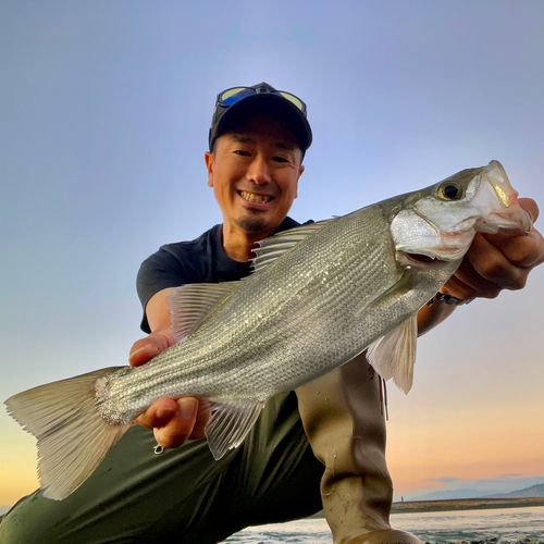 フッコ（ヒラスズキ）の釣果