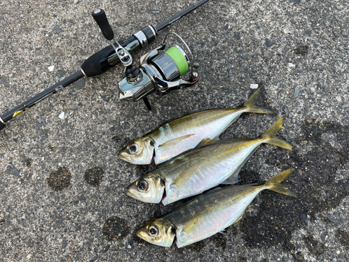 アジの釣果