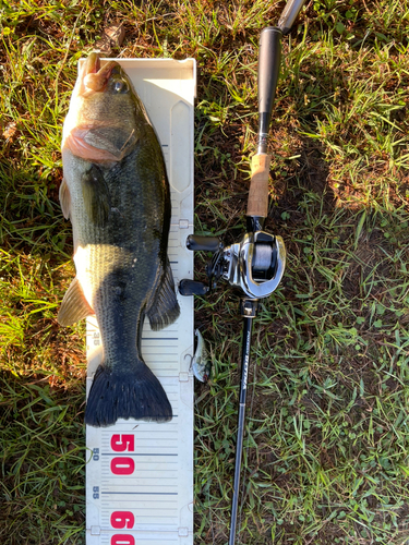 ラージマウスバスの釣果