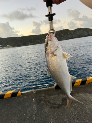 ショゴの釣果