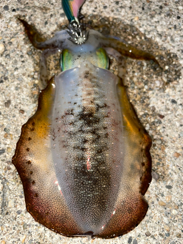 アオリイカの釣果