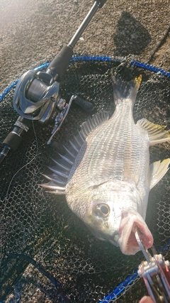 キビレの釣果