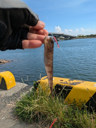 イトヒキハゼの釣果