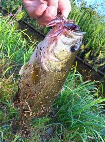 ブラックバスの釣果