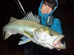 シーバスの釣果