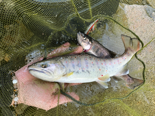 アマゴの釣果