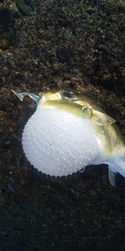 シロサバフグの釣果