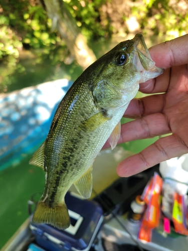 ラージマウスバスの釣果