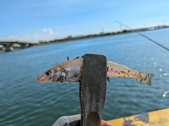 シロギスの釣果