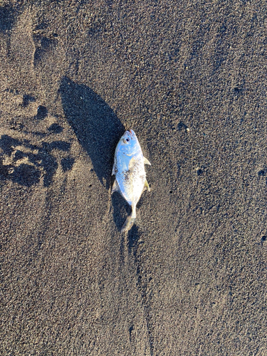 メッキの釣果