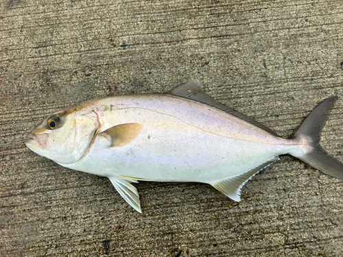 ショゴの釣果