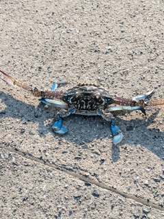 タイワンガザミの釣果