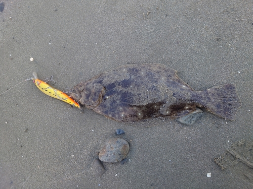 ソゲの釣果