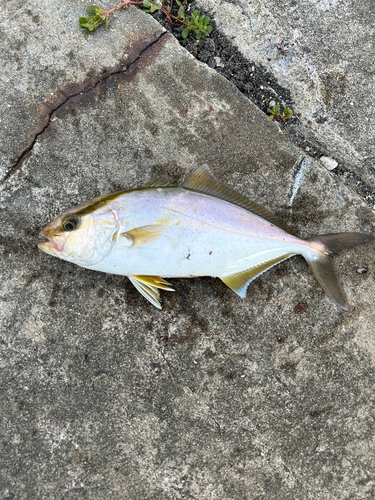 ショゴの釣果