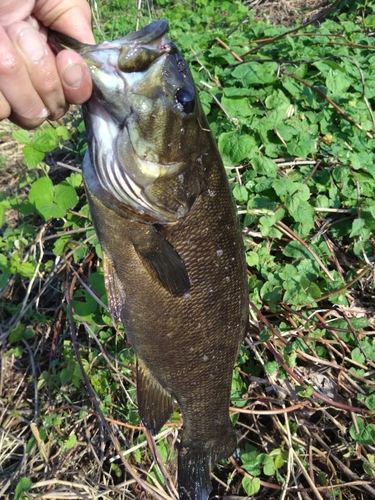 スモールマウスバスの釣果