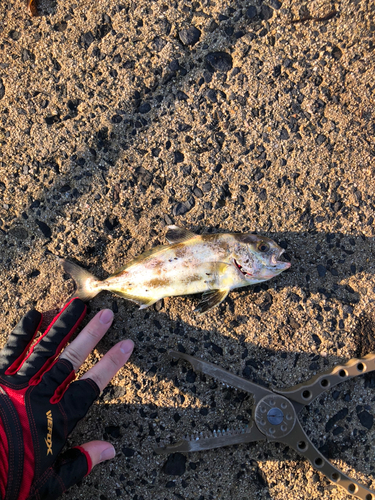 アイブリの釣果