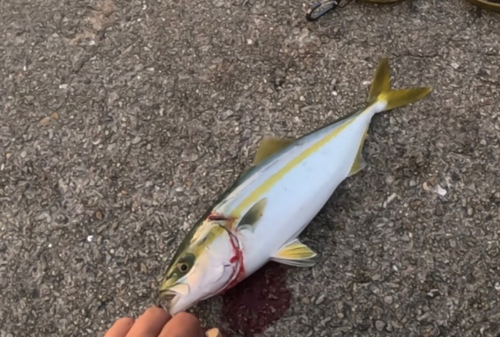 ツバスの釣果