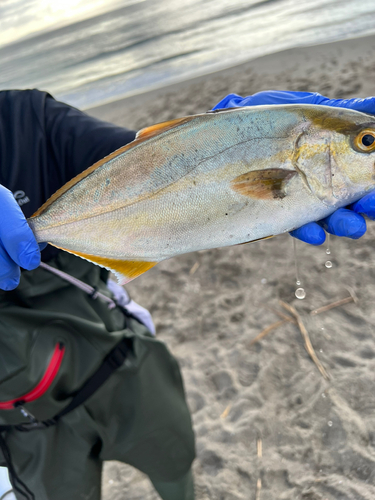 ショゴの釣果