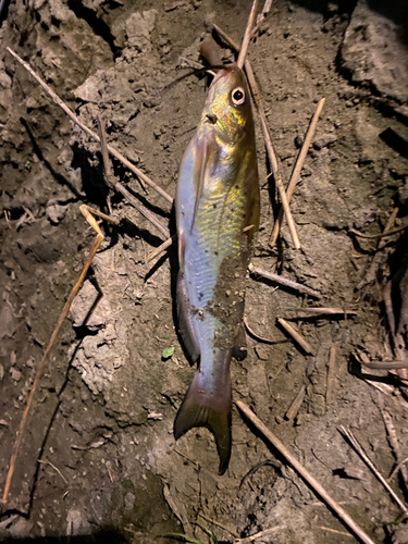 セイゴ（ヒラスズキ）の釣果