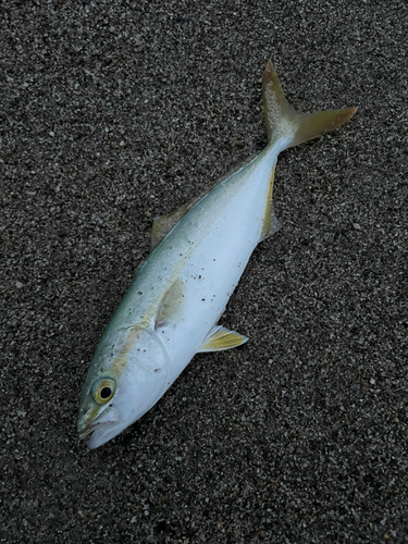 イナダの釣果