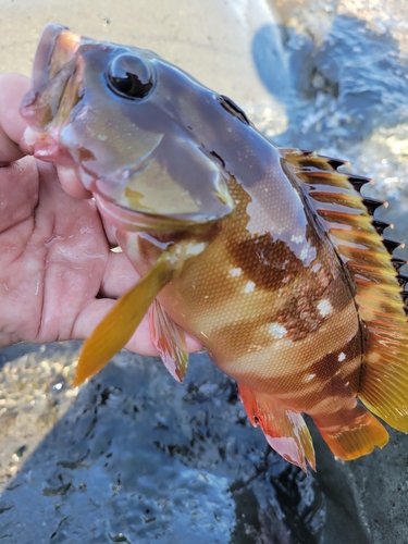 アカハタの釣果