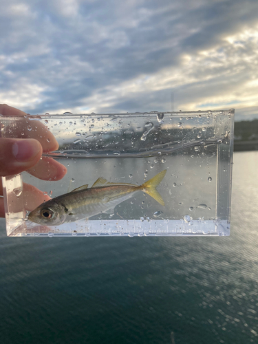 マアジの釣果