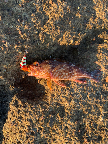 カサゴの釣果