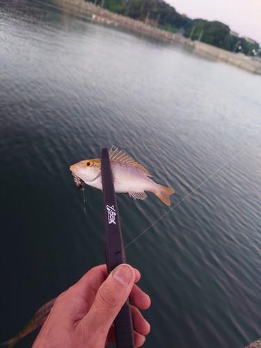 フエダイの釣果