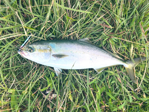 イナダの釣果