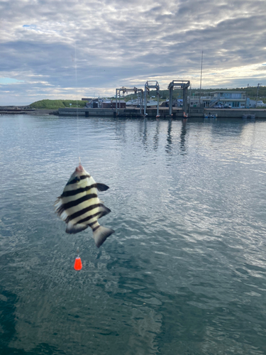 イシダイの釣果