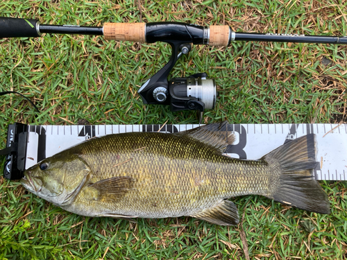 スモールマウスバスの釣果