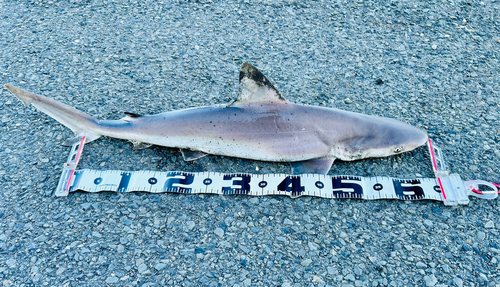 サメの釣果