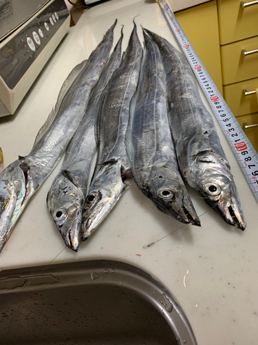 タチウオの釣果