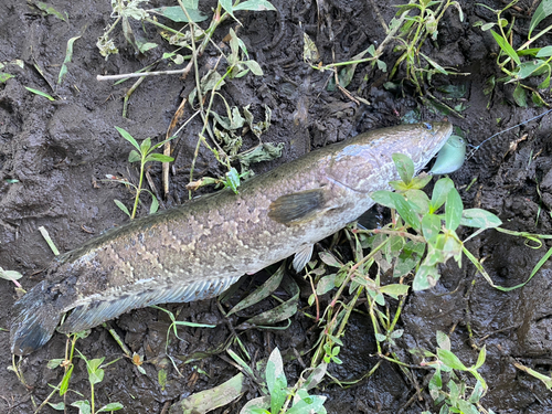 ライギョの釣果