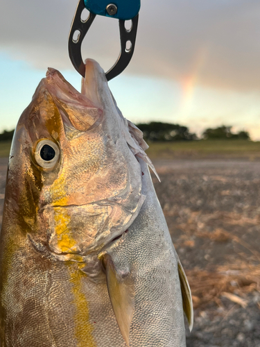 ショゴの釣果