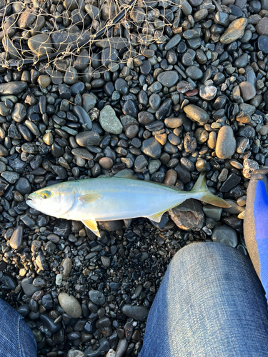 ツバスの釣果